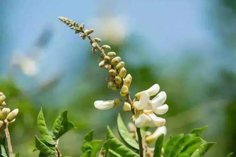 良種良法 | 牛大力種植技術要點